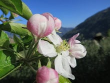 Die Apfelblüte in Ihrer ganzen Pracht