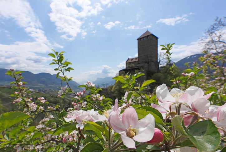 Obstblütentraum in Meran und Umgebung