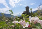 Obstblütentraum in Meran und Umgebung