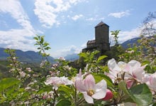 Obstblütentraum in Meran und Umgebung