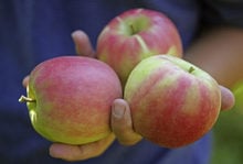 Bunte Erntezeit - Äpfel und Trauben