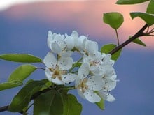 Fioritura delle mele nel Rasner Hof 2005