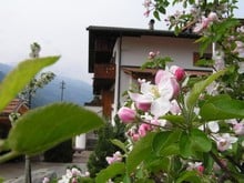 Fioritura delle mele nel Rasner Hof 2006