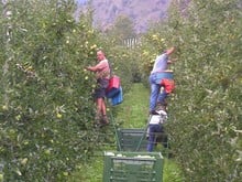 Apfelernte 2006