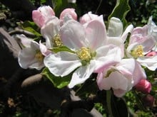 Apfelblüte 2007 im Rasnerhof